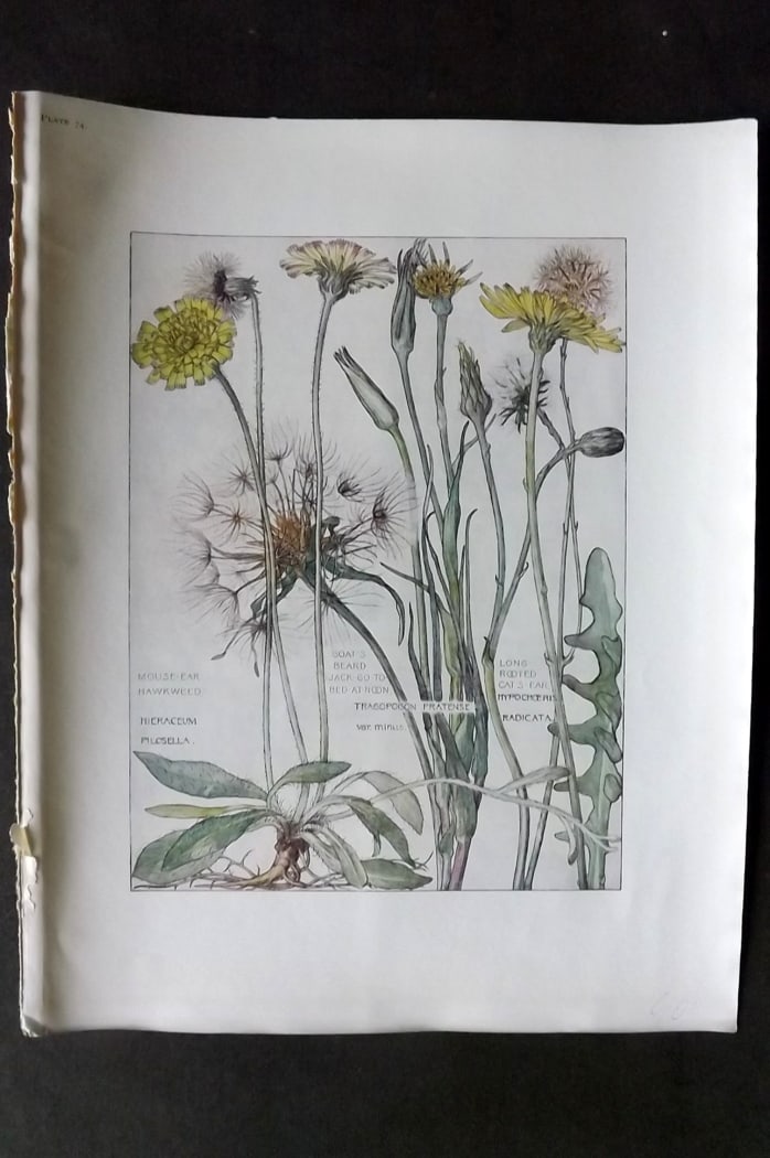 Adams, Harriet Isabel 1907 Botanical Print. Hawksweed, Jack-Go-To- Bed at Noon, Cat's Ear 74: Offset Lithograph Published 1907-10, London for "Wild Flowers of British Isles" by Harriet Isabel Adams. Scarce. Paper Size: 11 x 8.5 inch (28 x 22cm)