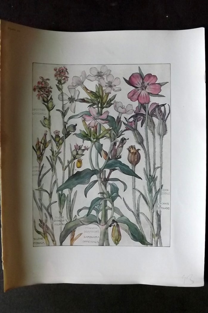 Adams, Harriet Isabel  1907 Botanical Print. Catchfly, Soapwort, Corn Cockle 22 (1 of 1)