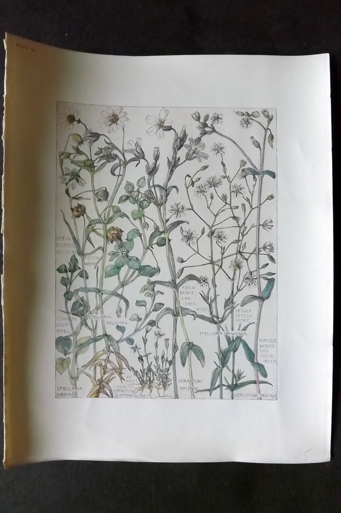 Adams, Harriet Isabel  1907 Botanical Print. Satin Flower, Chickweed, Stitch Wort 24 (1 of 1)