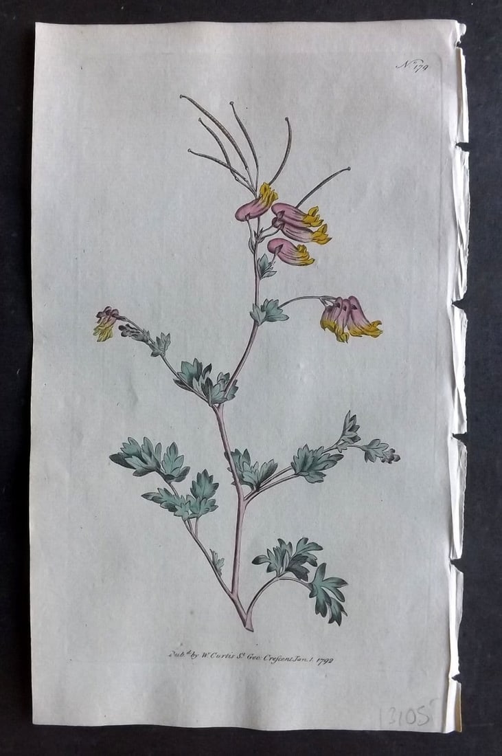 Curtis, William 1792 Hand Col Botanical Print. Glaucous Fumitory 179 (1 of 1)