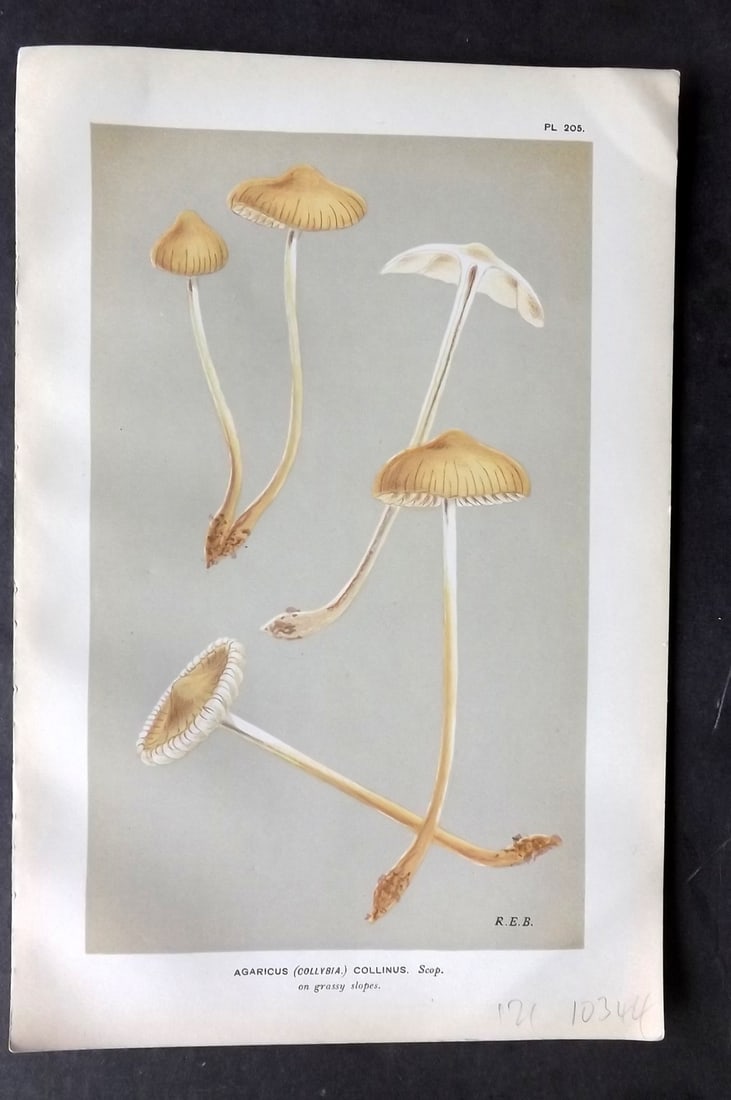 Cooke, Mordecai 1881 Antique Mushroom Print. Agaricus Collinus 205: Chromolithograph Published 1881-1891, London for "Illustrations to British Fungi" by Mordecai Cubitt Cooke. Paper Size: 9 x 6 inch (23 x 15cm) Good Condition