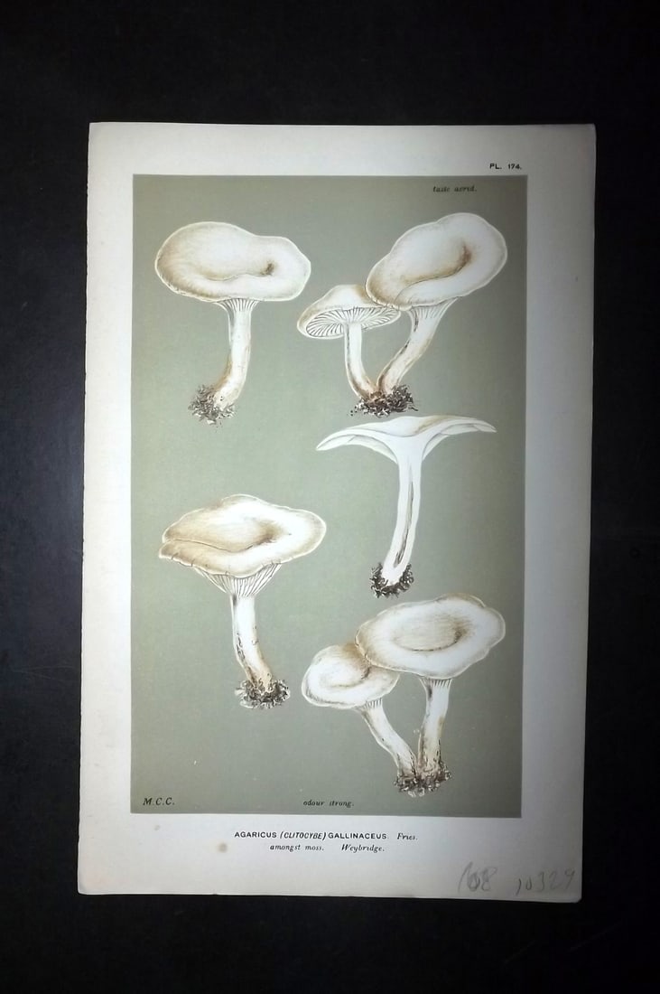 Cooke, Mordecai 1881 Antique Mushroom Print. Agaricus Gallinaceus 174: Chromolithograph Published 1881-1891, London for "Illustrations to British Fungi" by Mordecai Cubitt Cooke. Paper Size: 9 x 6 inch (23 x 15cm) Good Condition