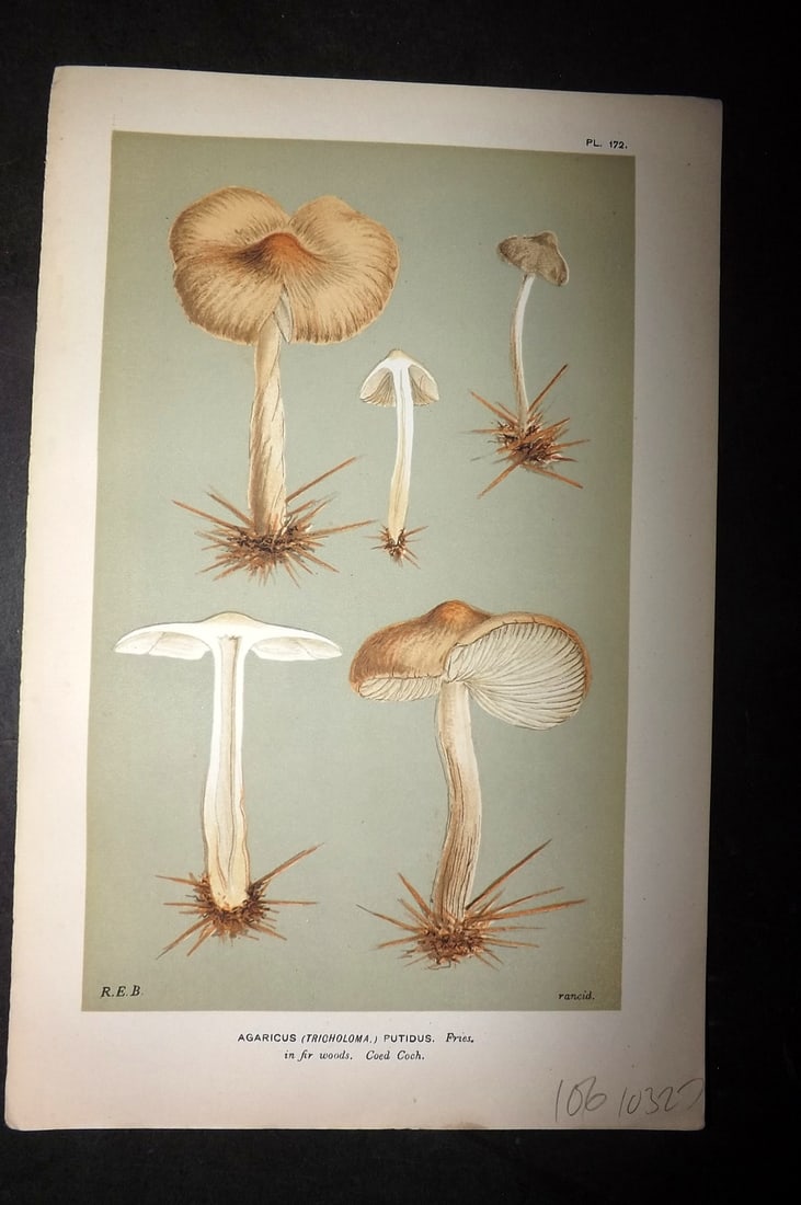 Cooke, Mordecai 1881 Antique Mushroom Print. Agaricus Putidus 172 (1 of 1)