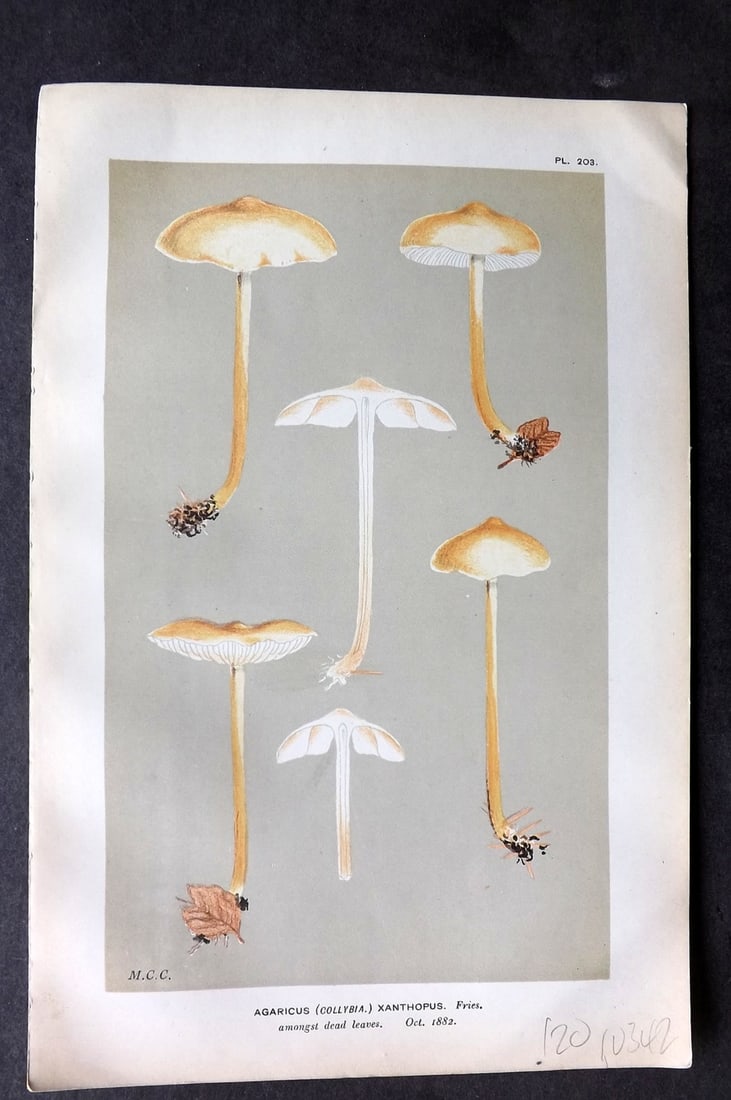 Cooke, Mordecai 1881 Antique Mushroom Print. Agaricus Xanthopus 203 (1 of 1)