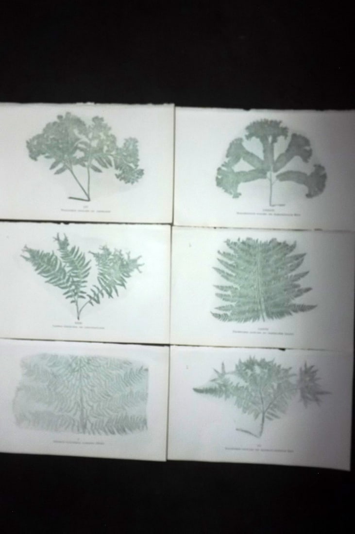 Druery, Charles C1910 Lot of 6 Nature Printed Ferns: Nature Printed Offset Lithographs Published C1910, London for "British Ferns and Their Varieties" by Charles Druery. Paper Size: 8.5 x 5 inch (22 x 13cm) Unrelated text to reverse. Good Condition