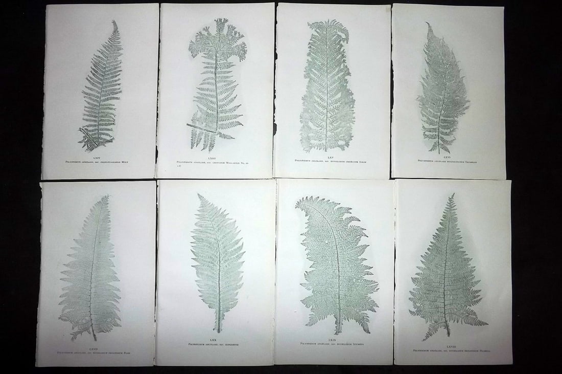 Druery, Charles C1910 Lot of 8 Nature Printed Ferns: Nature Printed Offset Lithographs Published C1910, London for "British Ferns and Their Varieties" by Charles Druery. Paper Size: 8.5 x 5 inch (22 x 13cm) Unrelated text to reverse. Good Condition
