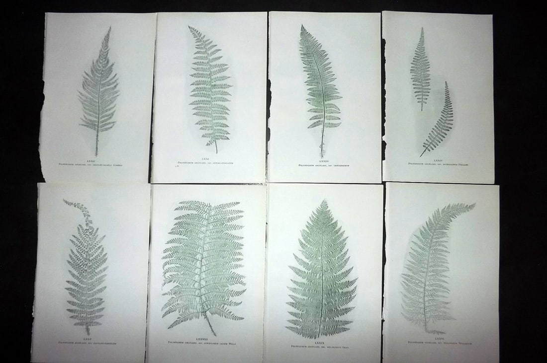 Druery, Charles C1910 Lot of 8 Nature Printed Ferns: Nature Printed Offset Lithographs Published C1910, London for "British Ferns and Their Varieties" by Charles Druery. Paper Size: 8.5 x 5 inch (22 x 13cm) Unrelated text to reverse. Good Condition