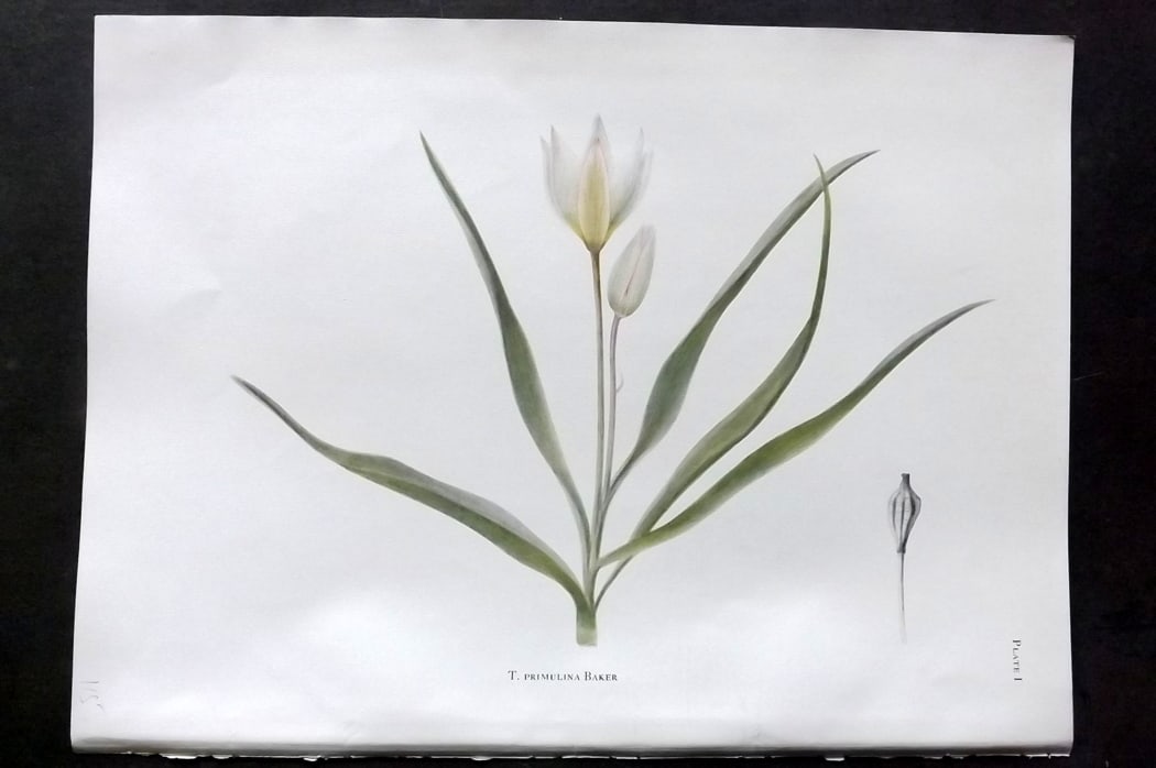Dykes, William 1930 Folio Botanical Print. Tulip Primulina Baker 01: Folio Lithograph Published 1930 by Herbert Jenkins, London for "Notes on the Tulip Species" by William R. Dykes. Edited and Illustrated by Katherine Dykes. Paper Size: 15 x 11 inch (38 x 28cm) Good Co