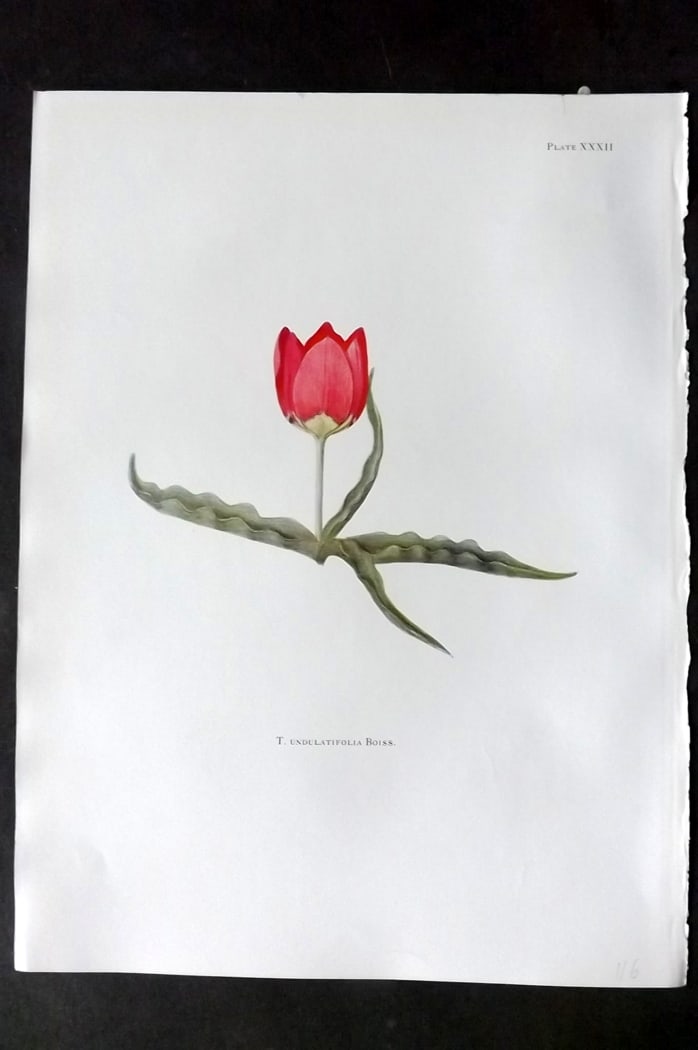 Dykes, William 1930 Folio Botanical Print. Tulip Undulatifolio Boiss 32: Folio Lithograph Published 1930 by Herbert Jenkins, London for "Notes on the Tulip Species" by William R. Dykes. Edited and Illustrated by Katherine Dykes. Paper Size: 15 x 11 inch (38 x 28cm) Good Co