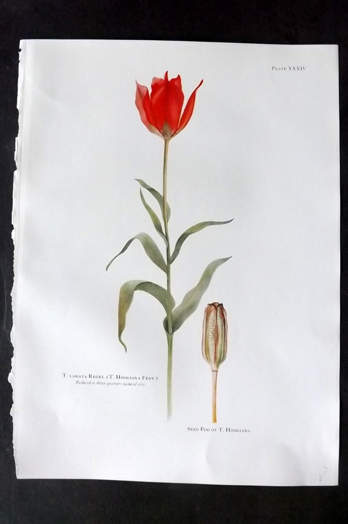 Dykes, William 1930 Folio Botanical Print. Tulip Lanata Regel & Hoogiana 34: Folio Lithograph Published 1930 by Herbert Jenkins, London for "Notes on the Tulip Species" by William R. Dykes. Edited and Illustrated by Katherine Dykes. Paper Size: 15 x 11 inch (38 x 28cm) Good Co
