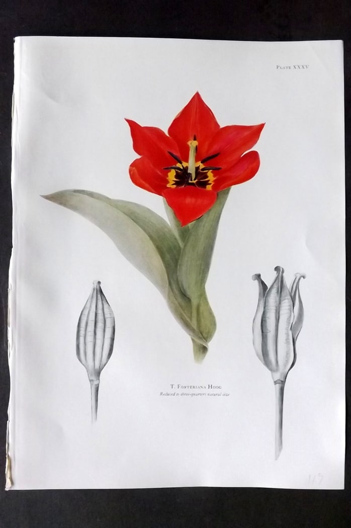 Dykes, William 1930 Folio Botanical Print. Tulip Fosteriana Hoog 35: Folio Lithograph Published 1930 by Herbert Jenkins, London for "Notes on the Tulip Species" by William R. Dykes. Edited and Illustrated by Katherine Dykes. Paper Size: 15 x 11 inch (38 x 28cm) Good Co