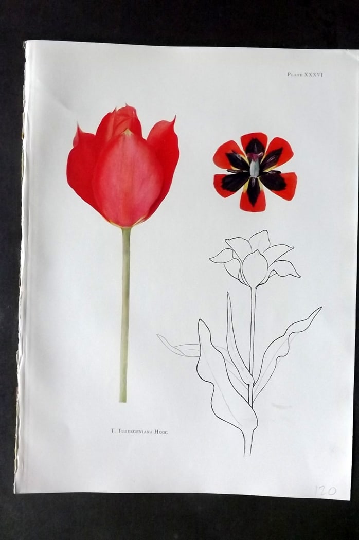 Dykes, William 1930 Folio Botanical Print. Tulip Tubergeniana Hoog 36: Folio Lithograph Published 1930 by Herbert Jenkins, London for "Notes on the Tulip Species" by William R. Dykes. Edited and Illustrated by Katherine Dykes. Paper Size: 15 x 11 inch (38 x 28cm) Good Co