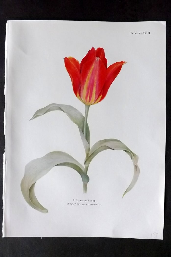 Dykes, William 1930 Folio Botanical Print. Tulip Eichleri Regel 38: Folio Lithograph Published 1930 by Herbert Jenkins, London for "Notes on the Tulip Species" by William R. Dykes. Edited and Illustrated by Katherine Dykes. Paper Size: 15 x 11 inch (38 x 28cm) Good Co
