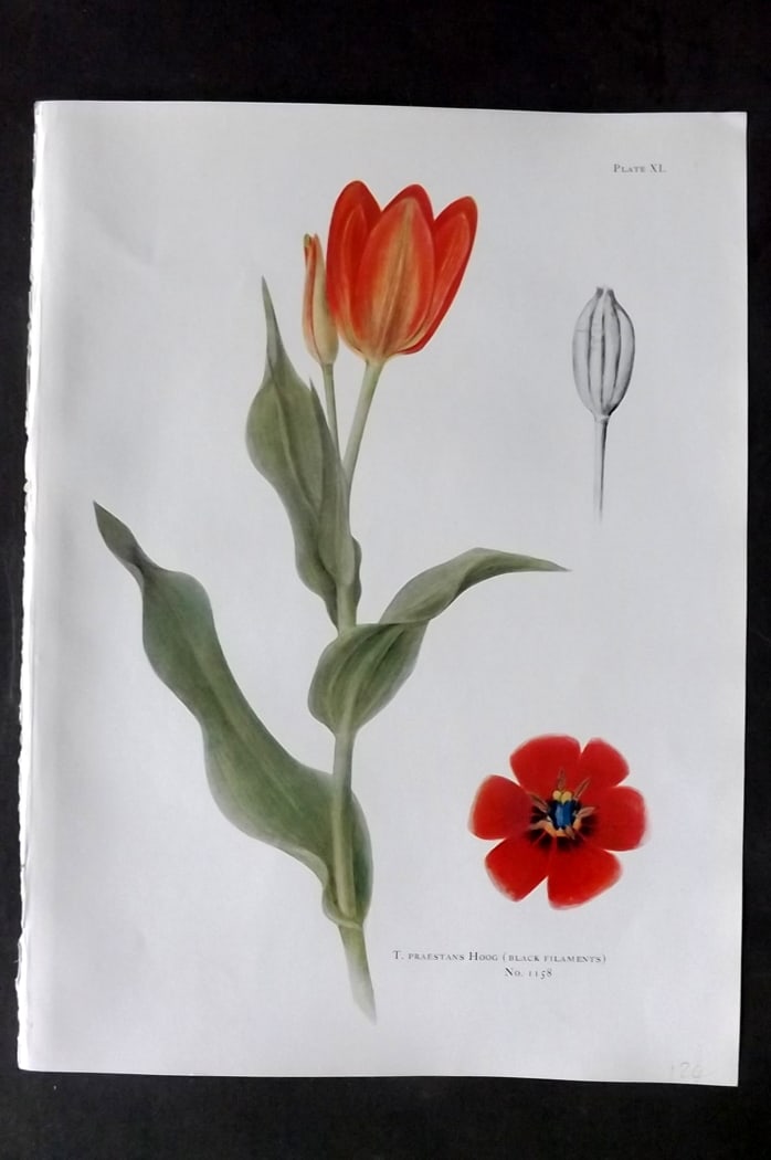Dykes, William 1930 Folio Botanical Print. Tulip Praestans Hoog 40: Folio Lithograph Published 1930 by Herbert Jenkins, London for "Notes on the Tulip Species" by William R. Dykes. Edited and Illustrated by Katherine Dykes. Paper Size: 15 x 11 inch (38 x 28cm) Good Co