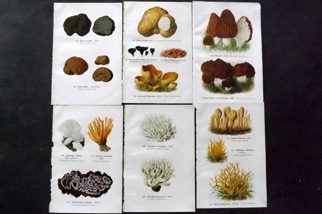 Michael, Edmund C1918 Lot of 6 Antique Mushroom Prints (12 Images): 12 images printed both sides of 6 Sheets. Offset Lithograph Published C1918, Zwickau, Germany for "Fuhrer fur Pilzfreunde" by Edmund Michael. Paper Size: 8 x 5 inch (20 x 13cm) Good Condition
