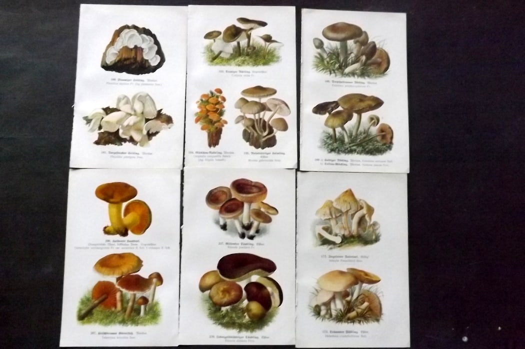 Michael, Edmund C1918 Lot of 6 Antique Mushroom Prints (12 Images): 12 images printed both sides of 6 Sheets. Offset Lithograph Published C1918, Zwickau, Germany for "Fuhrer fur Pilzfreunde" by Edmund Michael. Paper Size: 8 x 5 inch (20 x 13cm) Good Condition