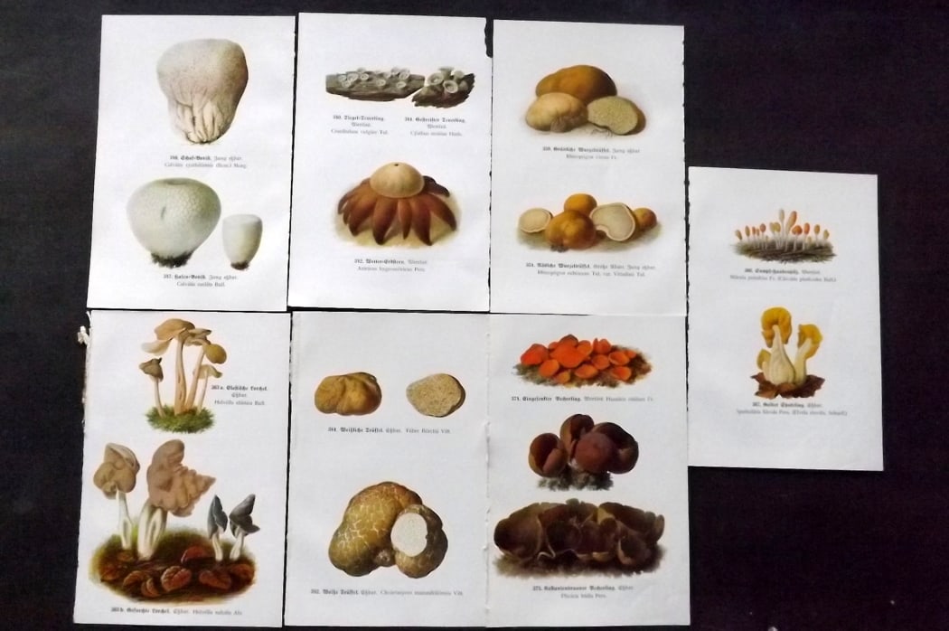 Michael, Edmund C1918 Lot of 7 Antique Mushroom Prints (14 Images): 14 images printed both sides of 7 Sheets. Offset Lithograph Published C1918, Zwickau, Germany for "Fuhrer fur Pilzfreunde" by Edmund Michael. Paper Size: 8 x 5 inch (20 x 13cm) Good Condition
