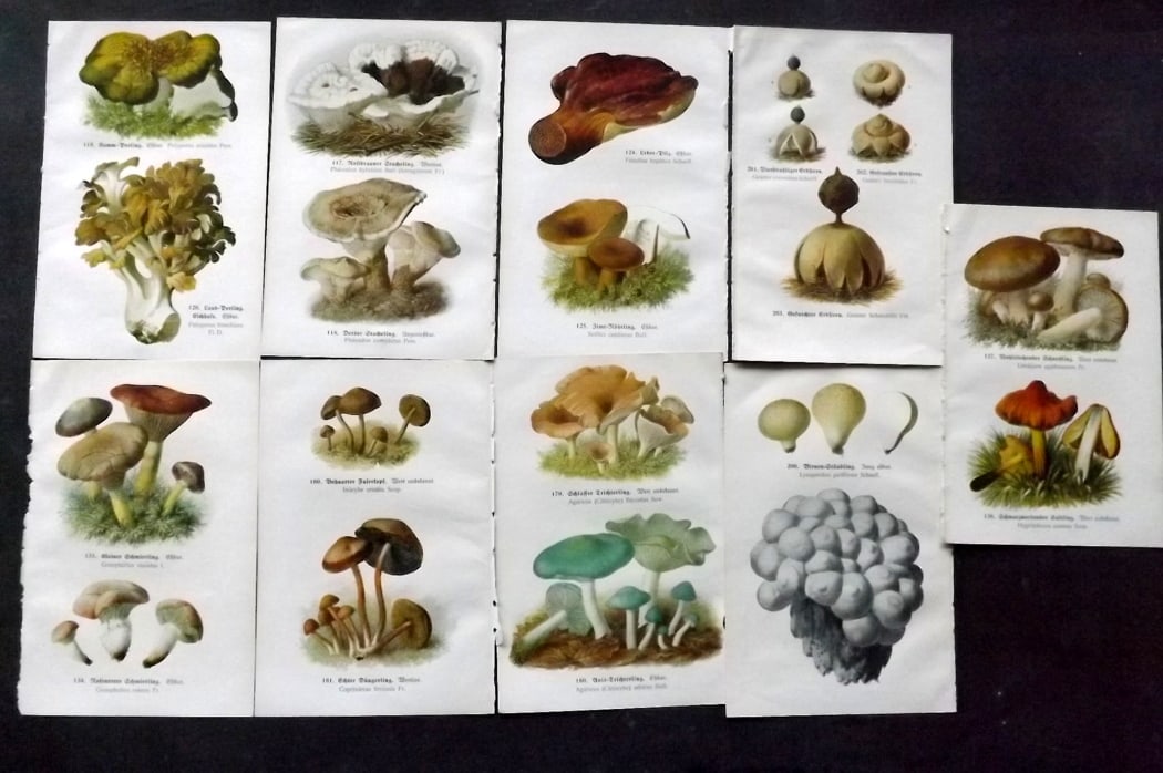 Michael, Edmund C1918 Lot of 9 Antique Mushroom Prints (18 Images): 18 images printed both sides of 9 Sheets. Offset Lithograph Published C1918, Zwickau, Germany for "Fuhrer fur Pilzfreunde" by Edmund Michael. Paper Size: 8 x 5 inch (20 x 13cm) Good Condition