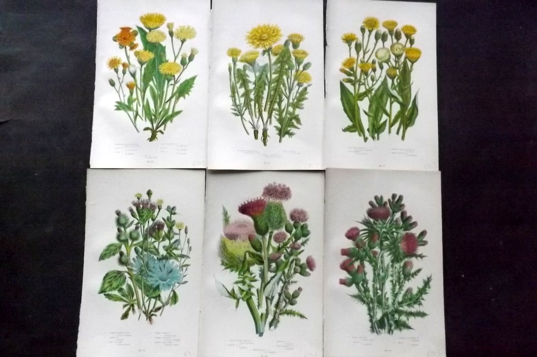 Pratt, Anne 1889 Lot of 6 Antique Botanical Prints: Chromolithograph Published 1889-91, London for "The Flowering Plants and Ferns of Great Britain" by Anne Pratt. Paper Size: 9.5 x 6 inch (24 x 16cm) Good Condition