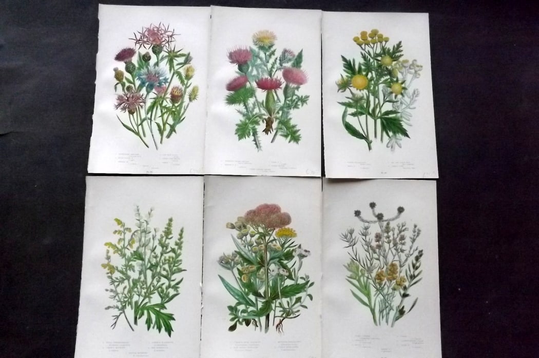 Pratt, Anne 1889 Lot of 6 Antique Botanical Prints: Chromolithograph Published 1889-91, London for "The Flowering Plants and Ferns of Great Britain" by Anne Pratt. Paper Size: 9.5 x 6 inch (24 x 16cm) Good Condition