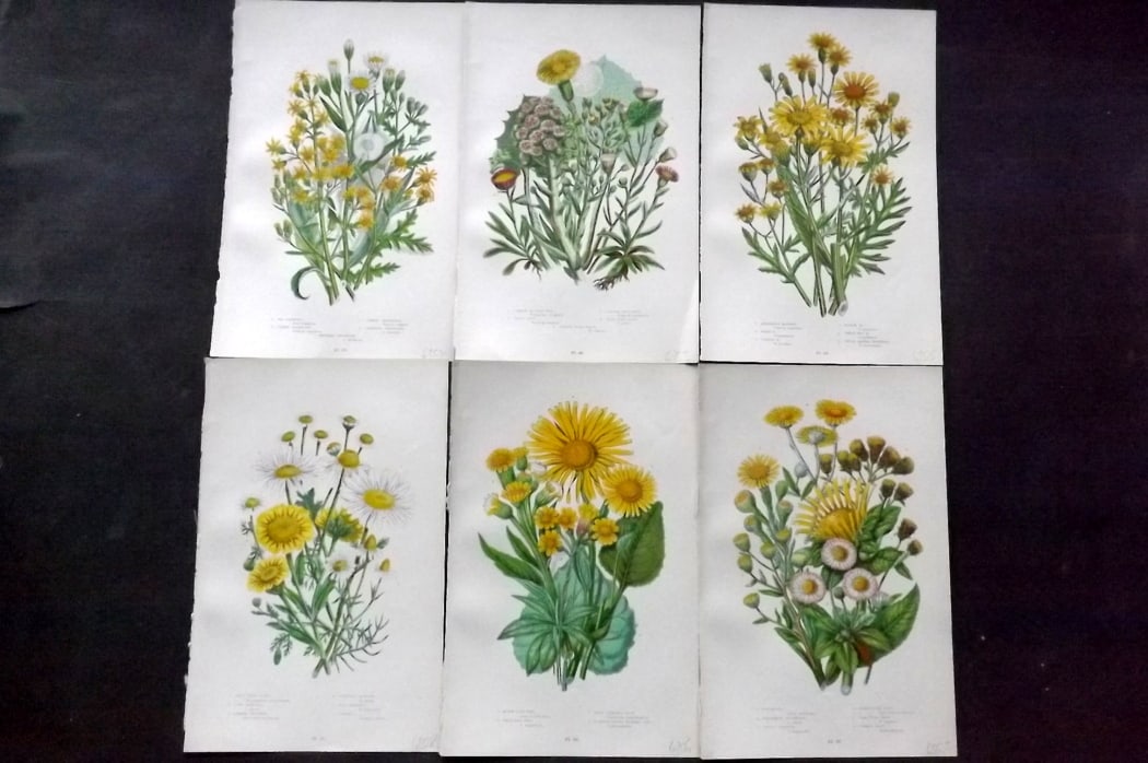 Pratt, Anne 1889 Lot of 6 Antique Botanical Prints: Chromolithograph Published 1889-91, London for "The Flowering Plants and Ferns of Great Britain" by Anne Pratt. Paper Size: 9.5 x 6 inch (24 x 16cm) Good Condition