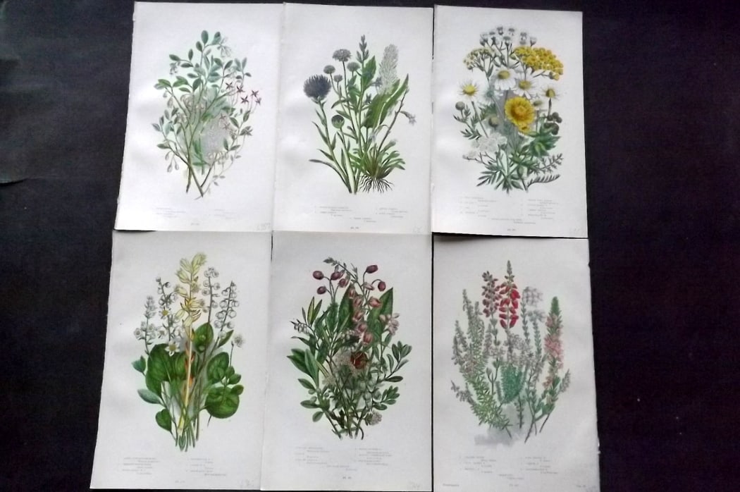 Pratt, Anne 1889 Lot of 6 Antique Botanical Prints: Chromolithograph Published 1889-91, London for "The Flowering Plants and Ferns of Great Britain" by Anne Pratt. Paper Size: 9.5 x 6 inch (24 x 16cm) Good Condition