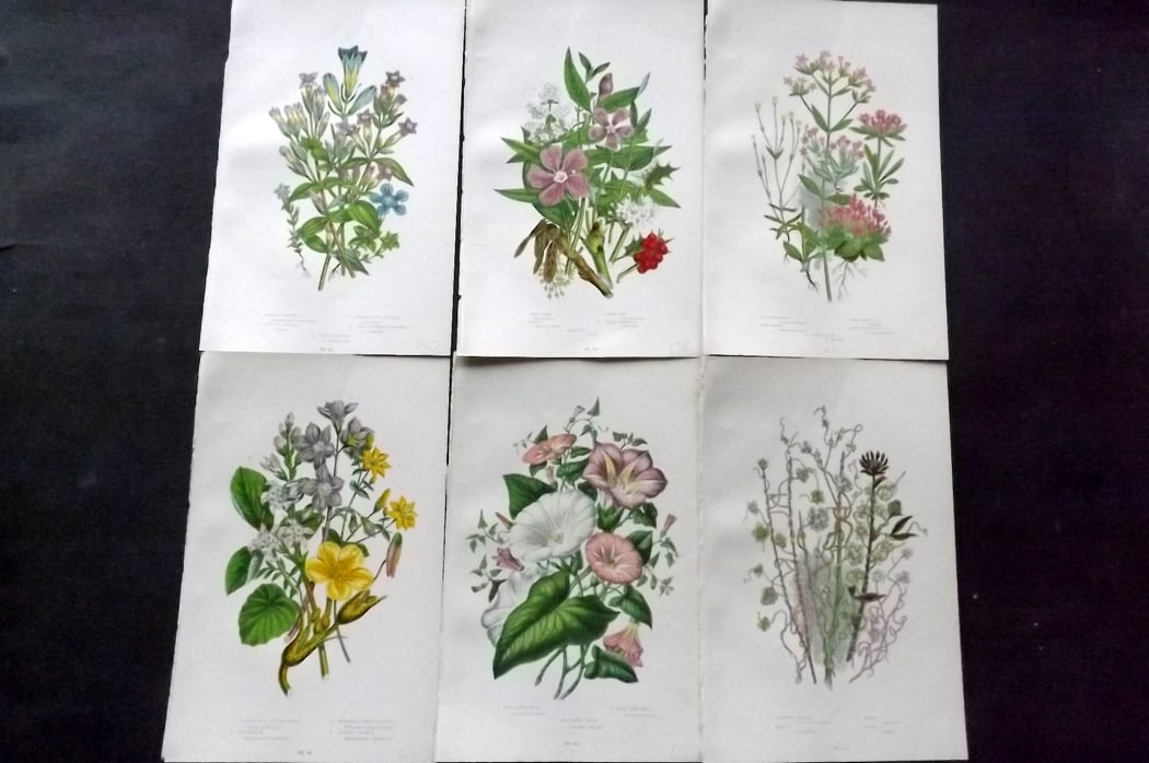 Pratt, Anne 1889 Lot of 6 Antique Botanical Prints: Chromolithograph Published 1889-91, London for "The Flowering Plants and Ferns of Great Britain" by Anne Pratt. Paper Size: 9.5 x 6 inch (24 x 16cm) Good Condition