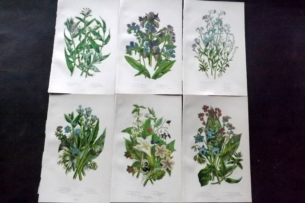 Pratt, Anne 1889 Lot of 6 Antique Botanical Prints: Chromolithograph Published 1889-91, London for "The Flowering Plants and Ferns of Great Britain" by Anne Pratt. Paper Size: 9.5 x 6 inch (24 x 16cm) Good Condition