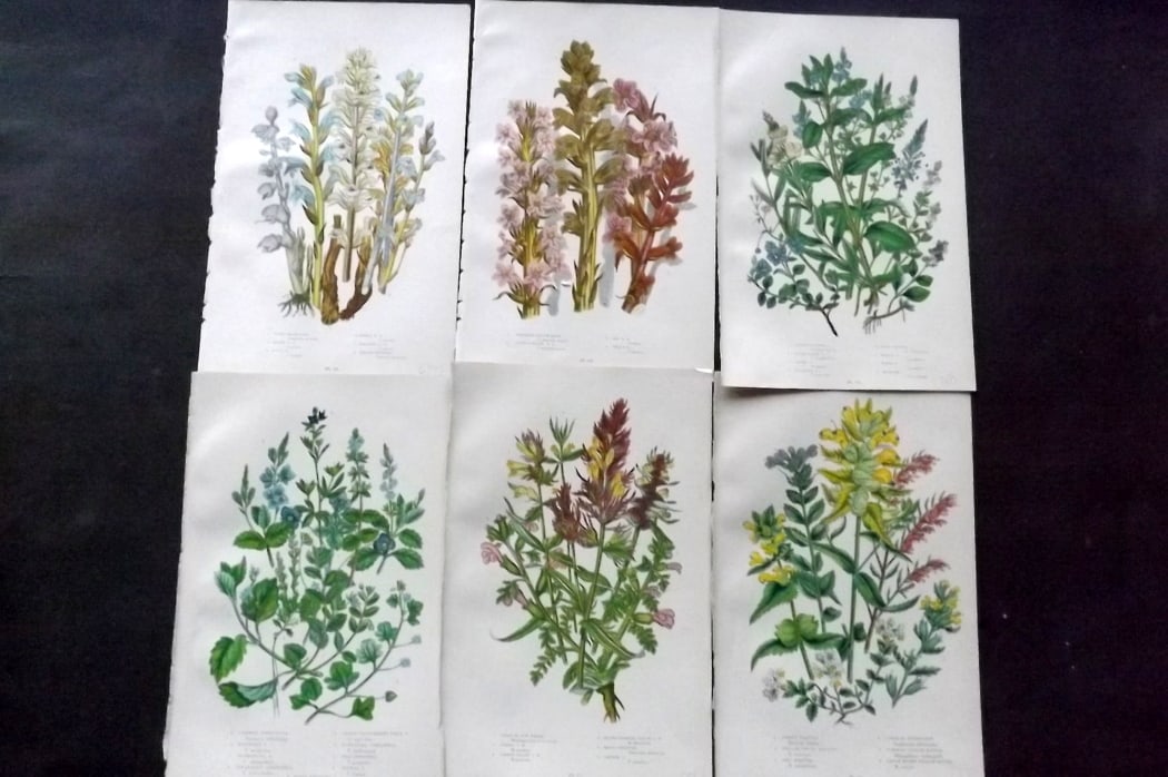 Pratt, Anne 1889 Lot of 6 Antique Botanical Prints: Chromolithograph Published 1889-91, London for "The Flowering Plants and Ferns of Great Britain" by Anne Pratt. Paper Size: 9.5 x 6 inch (24 x 16cm) Good Condition