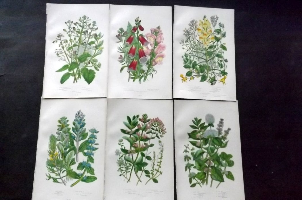 Pratt, Anne 1889 Lot of 6 Antique Botanical Prints: Chromolithograph Published 1889-91, London for "The Flowering Plants and Ferns of Great Britain" by Anne Pratt. Paper Size: 9.5 x 6 inch (24 x 16cm) Good Condition