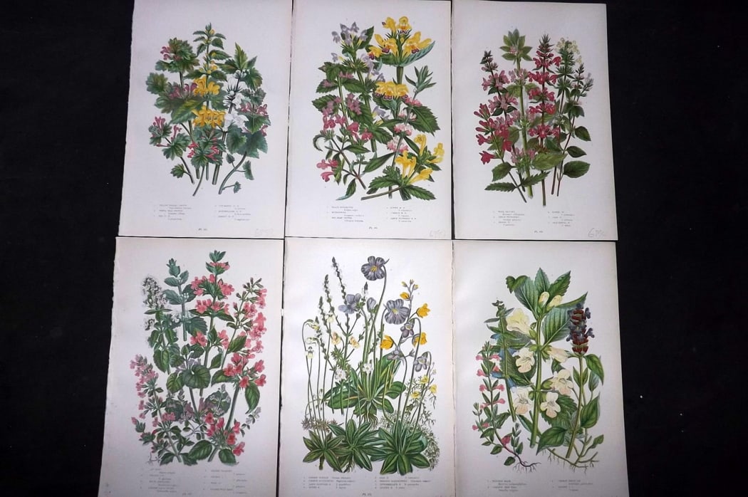 Pratt, Anne 1889 Lot of 6 Antique Botanical Prints: Chromolithograph Published 1889-91, London for "The Flowering Plants and Ferns of Great Britain" by Anne Pratt. Paper Size: 9.5 x 6 inch (24 x 16cm) Good Condition