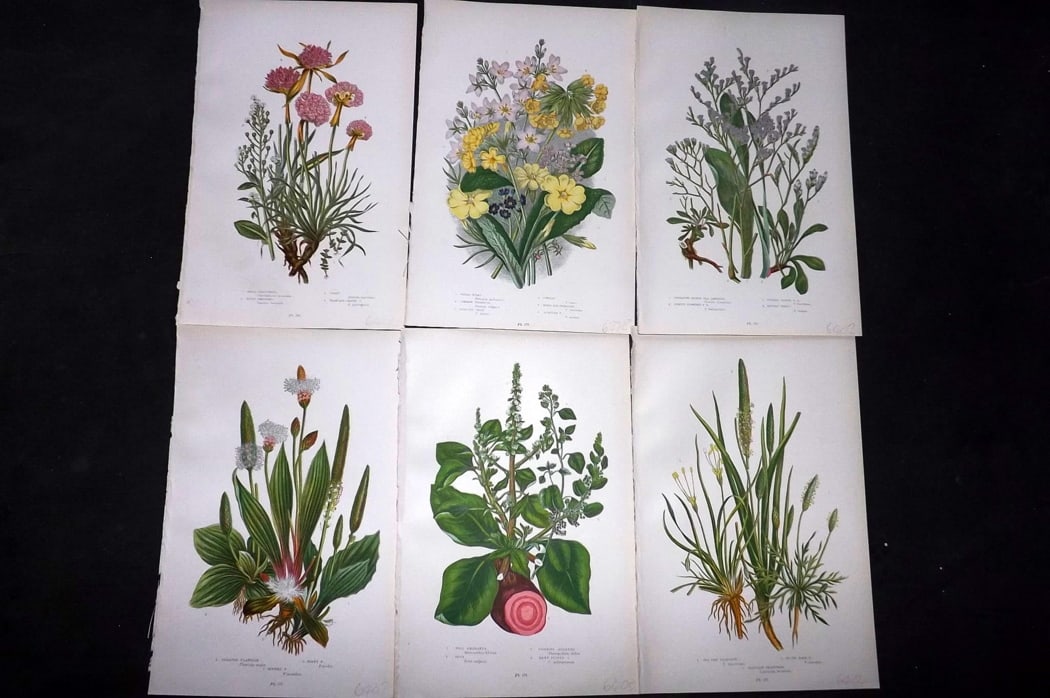 Pratt, Anne 1889 Lot of 6 Antique Botanical Prints: Chromolithograph Published 1889-91, London for "The Flowering Plants and Ferns of Great Britain" by Anne Pratt. Paper Size: 9.5 x 6 inch (24 x 16cm) Good Condition