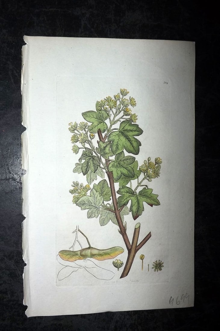 Sowerby, James 1796 Hand Col Botanical Print. Common Maple 304 (1 of 1)