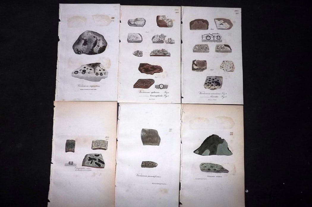 Sowerby, James 1846 Lot of 6 Hand Col Botanical Prints. Lichens: Full Hand Colored Etchings Published London, 1846 for "English Botany; or, Coloured Figures of British Plants?" Second Edition by James Sowerby and Edward Smith. Paper Size: 8.5 x 5 inch (22 x 13cm) G