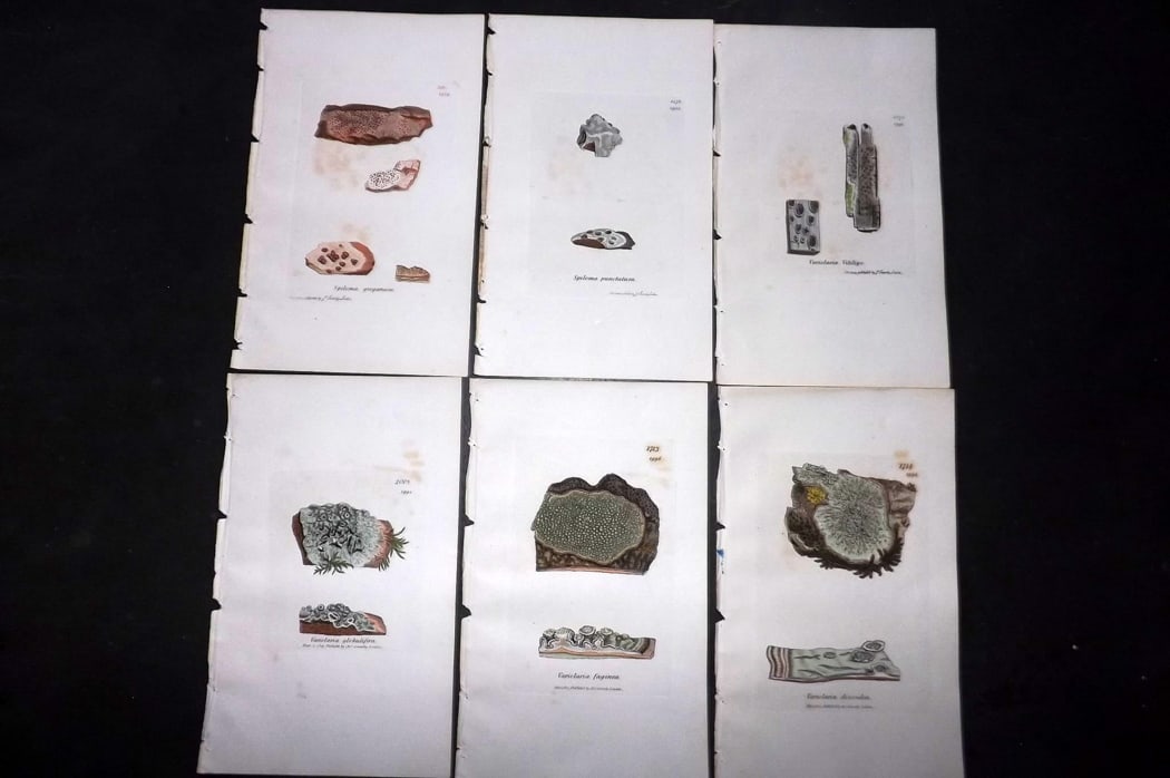 Sowerby, James 1846 Lot of 6 Hand Col Botanical Prints. Lichens: Full Hand Colored Etchings Published London, 1846 for "English Botany; or, Coloured Figures of British Plants?" Second Edition by James Sowerby and Edward Smith. Paper Size: 8.5 x 5 inch (22 x 13cm) G