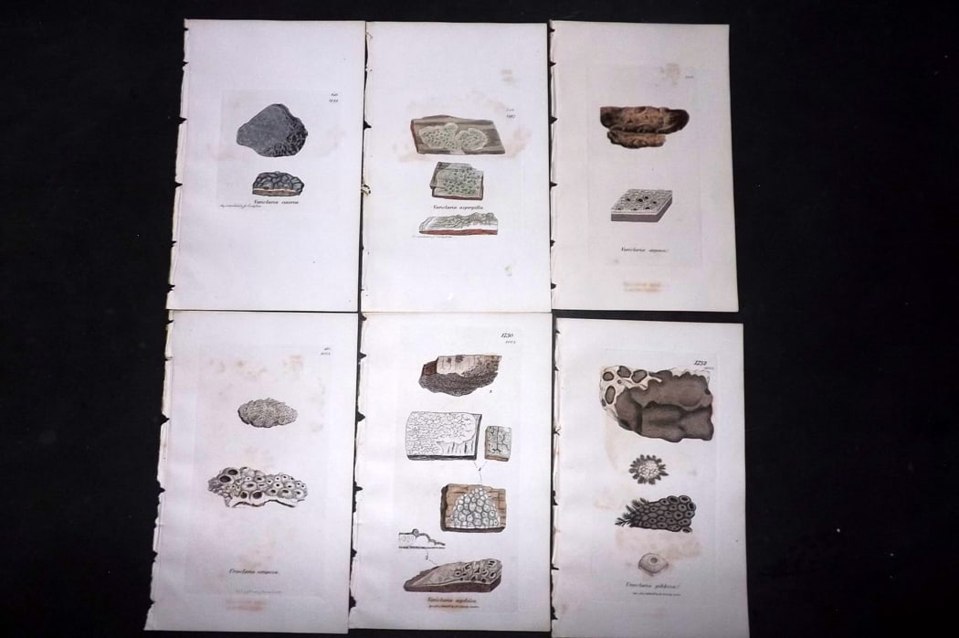 Sowerby, James 1846 Lot of 6 Hand Col Botanical Prints. Lichens: Full Hand Colored Etchings Published London, 1846 for "English Botany; or, Coloured Figures of British Plants?" Second Edition by James Sowerby and Edward Smith. Paper Size: 8.5 x 5 inch (22 x 13cm) G