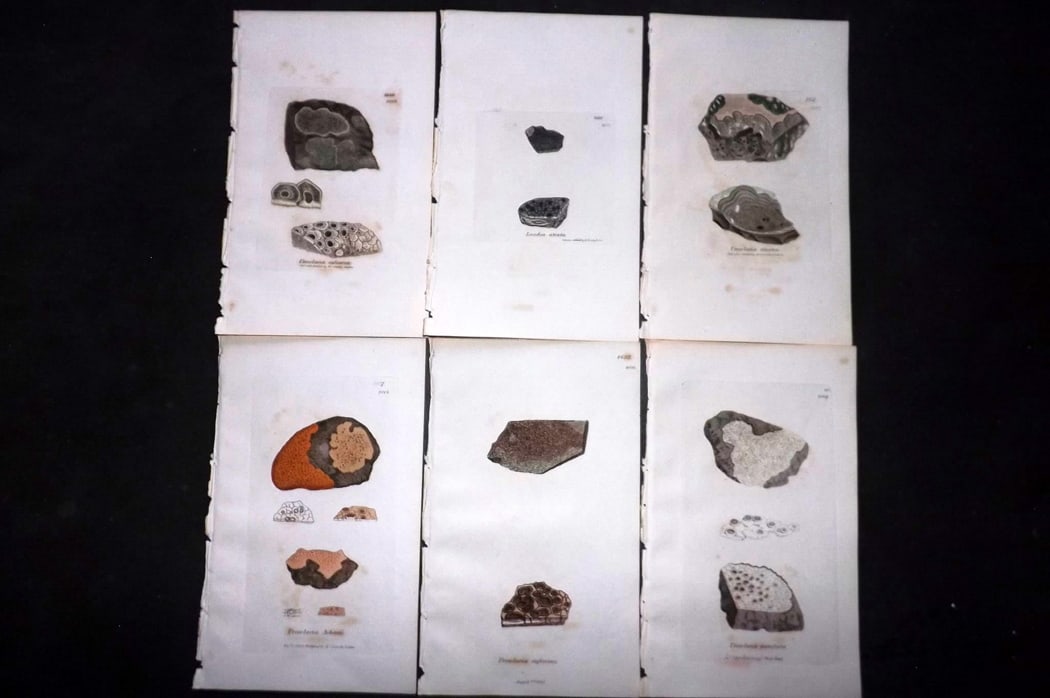 Sowerby, James 1846 Lot of 6 Hand Col Botanical Prints. Lichens: Full Hand Colored Etchings Published London, 1846 for "English Botany; or, Coloured Figures of British Plants?" Second Edition by James Sowerby and Edward Smith. Paper Size: 8.5 x 5 inch (22 x 13cm) G