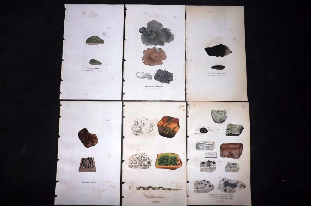 Sowerby, James 1846 Lot of 6 Hand Col Botanical Prints. Lichens: Full Hand Colored Etchings Published London, 1846 for "English Botany; or, Coloured Figures of British Plants?" Second Edition by James Sowerby and Edward Smith. Paper Size: 8.5 x 5 inch (22 x 13cm) G