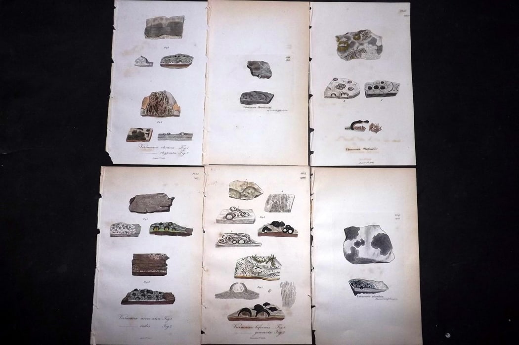 Sowerby, James 1846 Lot of 6 Hand Col Botanical Prints. Lichens: Full Hand Colored Etchings Published London, 1846 for "English Botany; or, Coloured Figures of British Plants?" Second Edition by James Sowerby and Edward Smith. Paper Size: 8.5 x 5 inch (22 x 13cm) G
