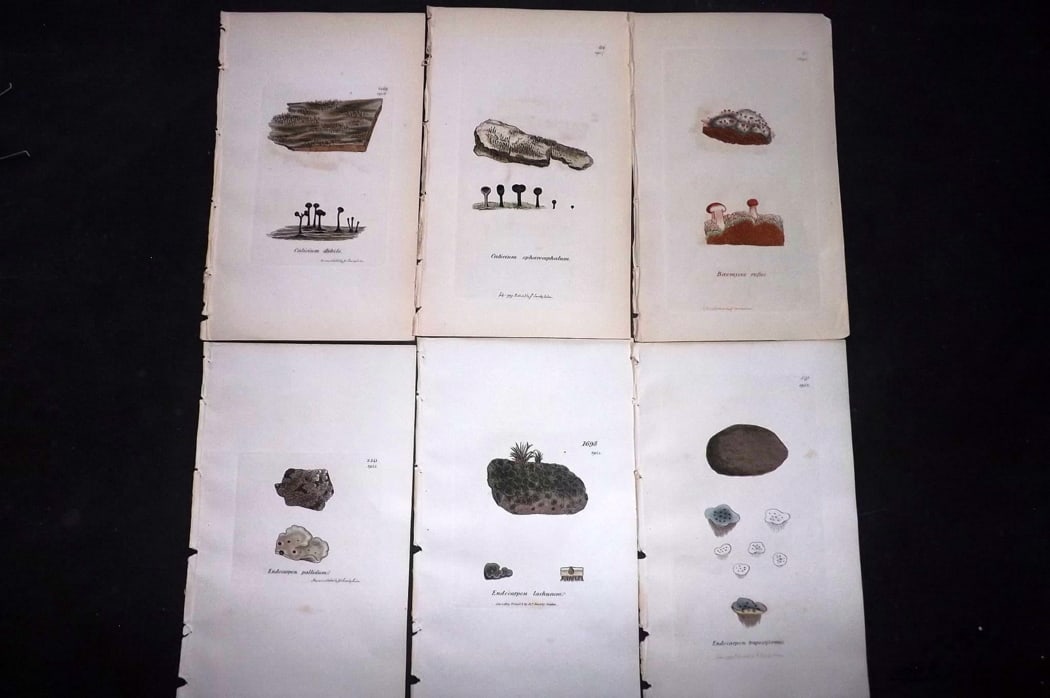 Sowerby, James 1846 Lot of 6 Hand Col Botanical Prints. Lichens: Full Hand Colored Etchings Published London, 1846 for "English Botany; or, Coloured Figures of British Plants?" Second Edition by James Sowerby and Edward Smith. Paper Size: 8.5 x 5 inch (22 x 13cm) G