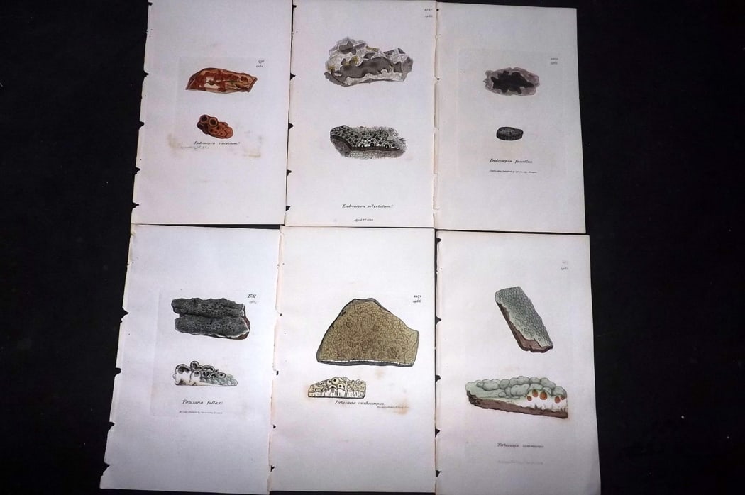 Sowerby, James 1846 Lot of 6 Hand Col Botanical Prints. Lichens: Full Hand Colored Etchings Published London, 1846 for "English Botany; or, Coloured Figures of British Plants?" Second Edition by James Sowerby and Edward Smith. Paper Size: 8.5 x 5 inch (22 x 13cm) G