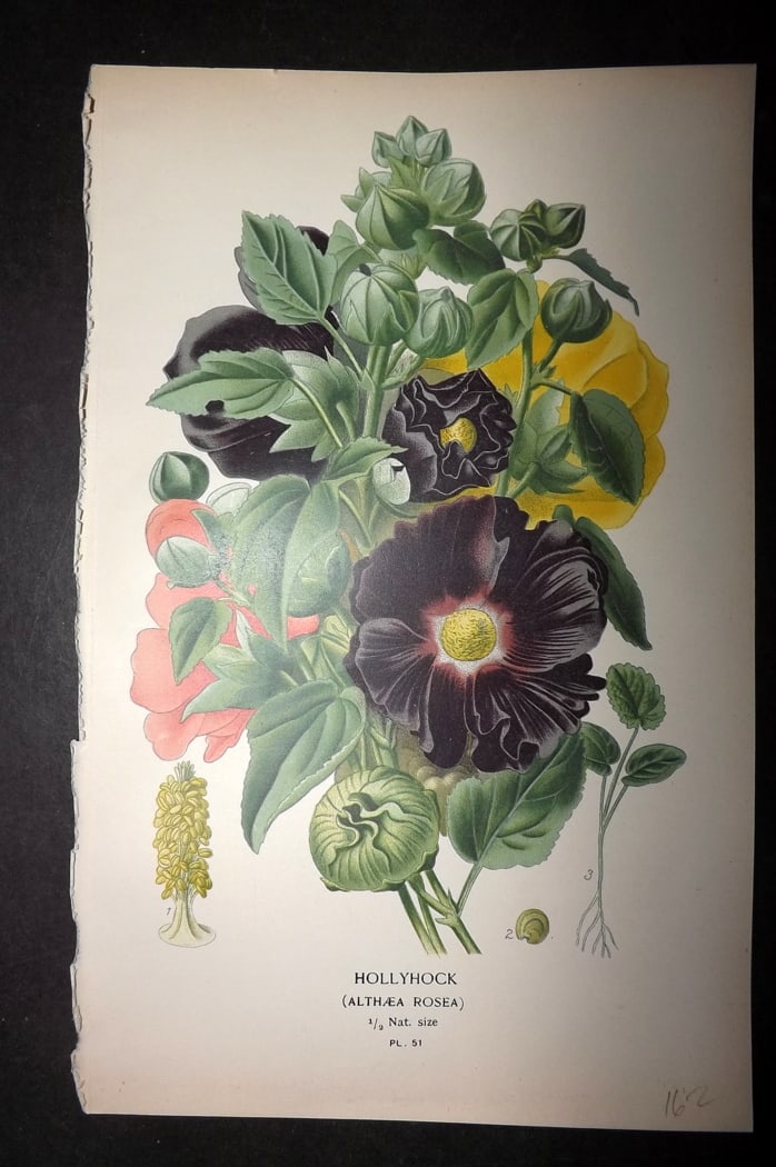 Step, Edward 1897 Botanical Print. Hollyhock (1 of 1)