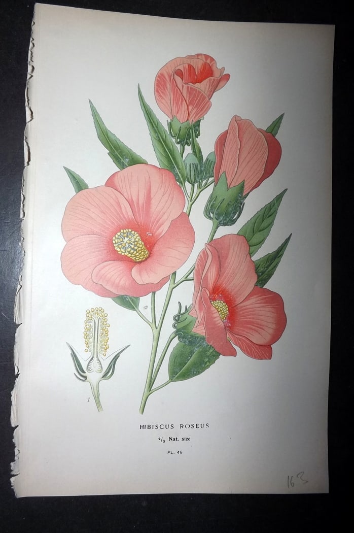 Step, Edward 1897 Botanical Print. Hibiscus Roseus: Chromolithographs Published 1896-97 by Frederick Warne & Co., London for "Favourite Flowers of Garden and Greenhouse" by Edward Step and William Watson. Paper Size: 9.5 x 6 inch (24 x 15cm) Good Condi