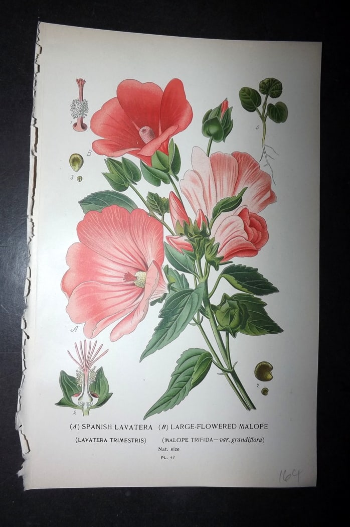 Step, Edward 1897 Botanical Print. Spanish Lavatera. Large Flowered Malpole: Chromolithographs Published 1896-97 by Frederick Warne & Co., London for "Favourite Flowers of Garden and Greenhouse" by Edward Step and William Watson. Paper Size: 9.5 x 6 inch (24 x 15cm) Good Condi