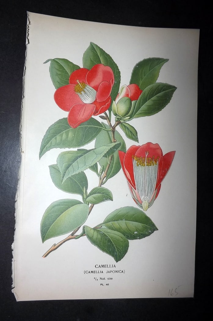 Step, Edward 1897 Botanical Print. Camellia Japonica (1 of 1)