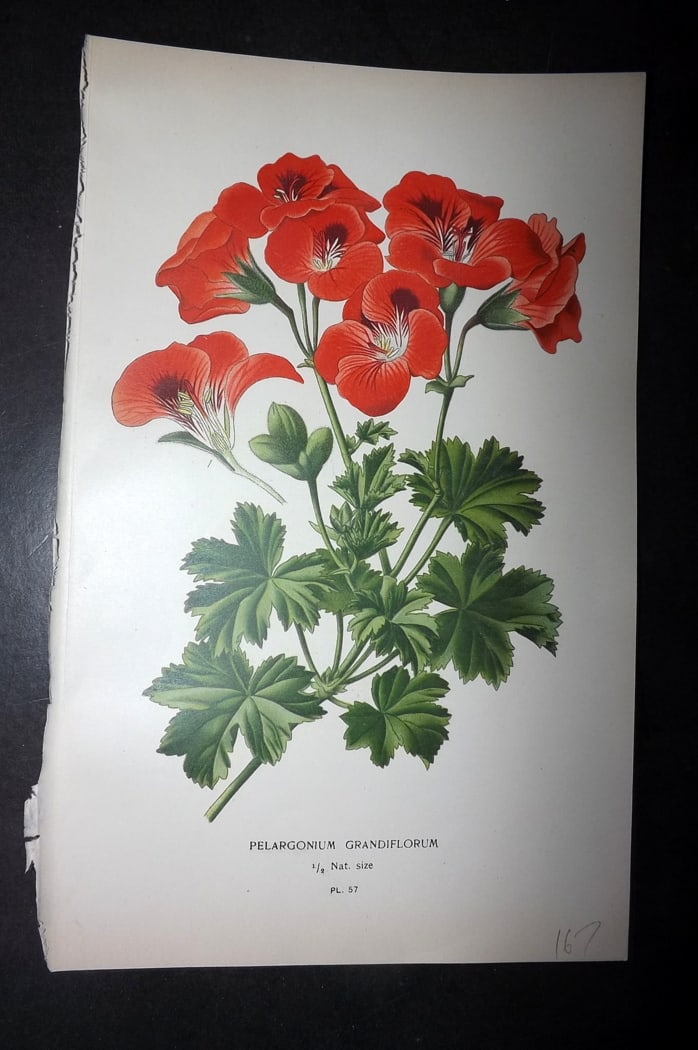 Step, Edward 1897 Botanical Print. Pelargonium Geranium (1 of 1)