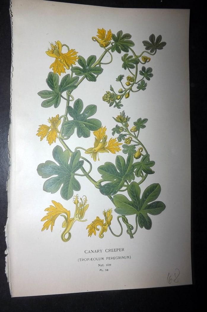 Step, Edward 1897 Botanical Print. Canary Creeper: Chromolithographs Published 1896-97 by Frederick Warne & Co., London for "Favourite Flowers of Garden and Greenhouse" by Edward Step and William Watson. Paper Size: 9.5 x 6 inch (24 x 15cm) Good Condi