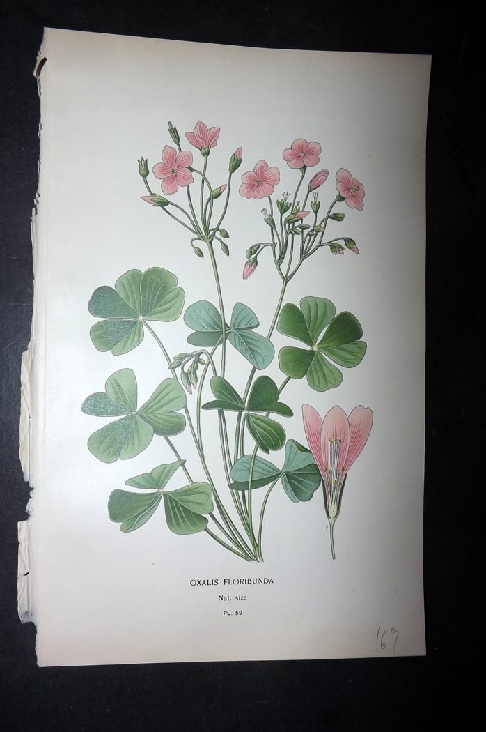 Step, Edward 1897 Botanical Print. Oxalis Floribunda: Chromolithographs Published 1896-97 by Frederick Warne & Co., London for "Favourite Flowers of Garden and Greenhouse" by Edward Step and William Watson. Paper Size: 9.5 x 6 inch (24 x 15cm) Good Condi