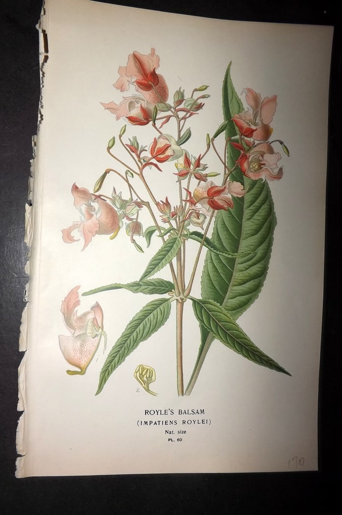 Step, Edward 1897 Botanical Print. Royle's Balsam: Chromolithographs Published 1896-97 by Frederick Warne & Co., London for "Favourite Flowers of Garden and Greenhouse" by Edward Step and William Watson. Paper Size: 9.5 x 6 inch (24 x 15cm) Good Condi