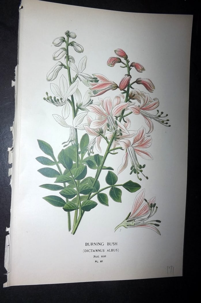 Step, Edward 1897 Botanical Print. Burning Bush, Dictamnus (1 of 1)